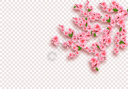 花从透明素材樱花很壮观 樱桃枝有精细的粉红色花朵 叶子和芽 透明地检查背景 插图插画