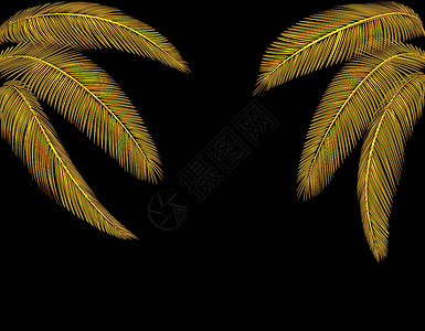 什么都没有热带不同形状的金棕榈树叶 两边都有 在没有网状和梯度的黑色背景上被孤立 插图插画