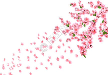 花瓣白底樱桃枝有精细的粉红色花朵 叶子和芽 白底插图上孤立的白种板块在风中飘动插画