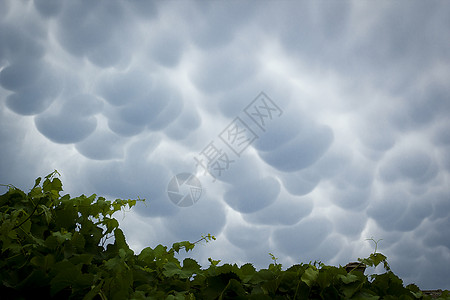 蒙上哺乳期的云云景天气哺乳动物天空风暴气象戏剧性蓝色气候乳状云背景图片