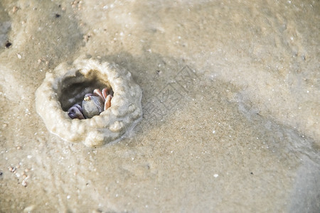 鬼洞风蟹在沙滩上挖洞背景