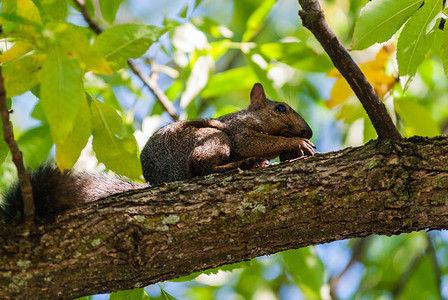 松鼠吃果子灰松鼠在树枝上握着果子和爪子背景