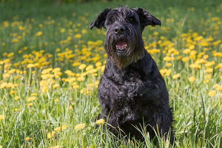 仰望着巨人黑史诺泽狗 坐在丹迪利翁草原上高清图片