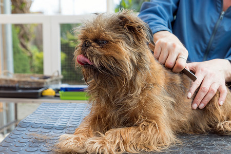 布鲁塞尔狮鹫犬类修饰高清图片