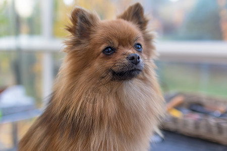 可爱的波美拉尼亚德国史匹兹狗肖像高清图片