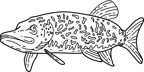 北部派克鱼单线黑白高清图片