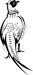 雉鸡样从后后转黑白观测到的环颈Pheasant或普通Pheasant猎鸟野鸡艺术插图艺术品吉祥物插画