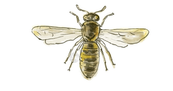 西班牙语花粉黄蜂绘图高清图片