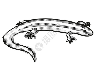 趴着黑白蜥蜴新西兰野生生物漫画回溯光绘图组织背景