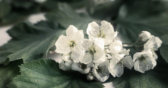 鲜花和树叶 普通的哈夫唐   一种药用植物绿色山楂草本衬套花瓣植物学康复处理治疗白色背景图片