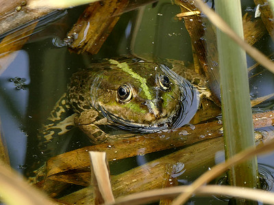 德国池塘中的普通水青蛙野生动物绿色阳光浴两栖动物青蛙环境动物群荒野背景图片