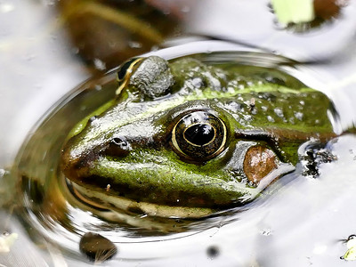 池塘中的普通水青蛙荒野阳光浴青蛙野生动物环境两栖绿色动物动物群背景图片