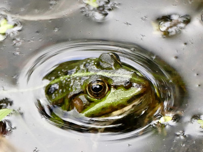 德国池塘中的普通水青蛙环境野生动物荒野绿色动物两栖青蛙阳光浴动物群背景图片