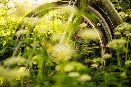 隐藏在地底下的自行车长老艺术叶子牧歌气氛绿色场景花园木头国家背景