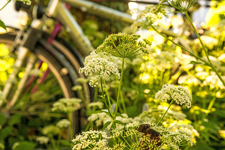 隐藏在地底下的自行车气氛国家叶子乡村牧歌艺术场景绿色花园长老背景