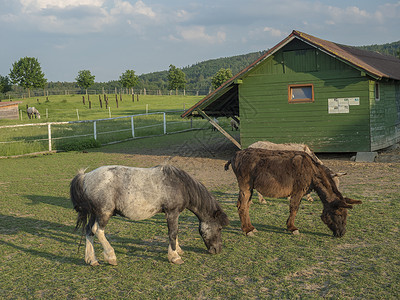 驴和马小马马马和驴在Corral 与木制农舍一起放牧 下午金色时光明亮 在青草草地背景上漫步背景