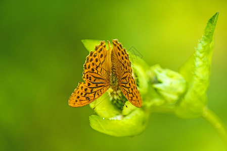 在田野的一朵鲜花上画着淑女蝴蝶昆虫野生动物动物群动物花蜜棕色背景图片