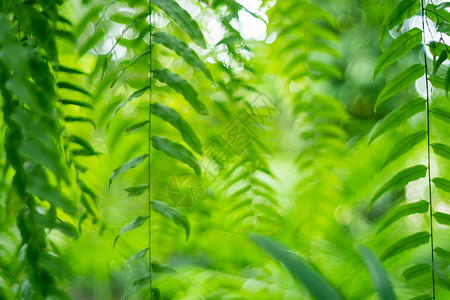 绿色花园 带有热带树叶复制空间花园森林背景墙纸叶子地球植物草地场地阳光背景图片