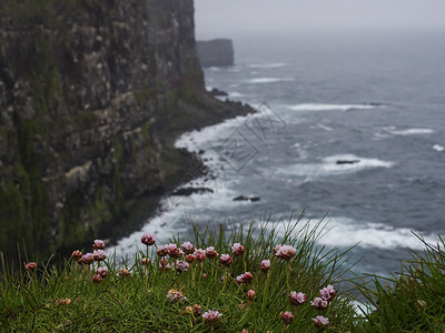 海粉色花享有美丽的悬崖 欧洲最大的鸟类悬崖和数百万鸟类的家园 冰岛西部峡湾 选择性地关注海洋节俭背景图片