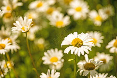 德国春天在草原上的花朵 玛格丽特 在德国的泉水中植物学植物草地晴天白色宏观绿色花瓣柔光菊花背景图片