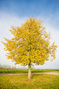 秋天有金叶的石灰树绿色天空树叶黄色蓝色金色季节性叶子草地季节背景图片
