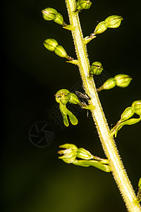 德国植物的兰花 Twayblade灭绝宏观绿色环境植物群草地荒野受保护背景图片