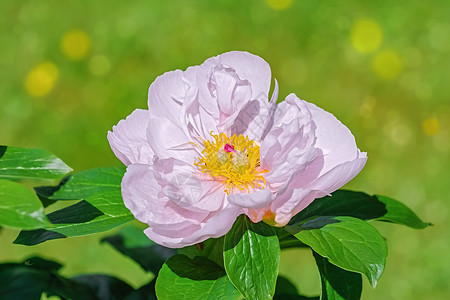 童子素材童子之花生态园林季节性季节花瓣环境植物植物学牡丹花园背景