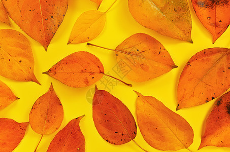 黄板上顶下视图的橙色秋叶桌子框架高架红色木板乡村创造力叶子季节森林背景图片