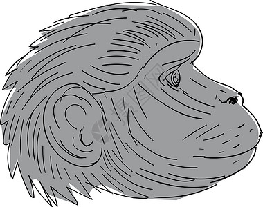 魚獅尾Gelada 猴子首边绘图草图手绘灵长类绘画动物猿猴设计图片