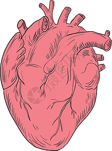 人体心脏解剖图插图画线手绘草图医疗艺术品手工墨水刮板解剖学背景图片