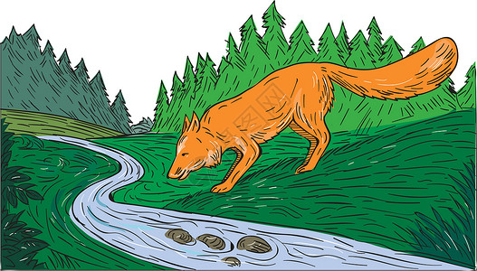 苏打山丘溪福克斯河湖森林流域绘图动物狐狸手绘画线刮板犬类墨水艺术品树木野生动物插画