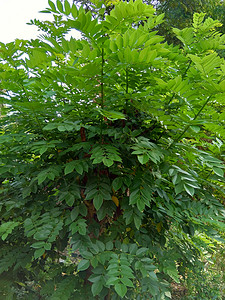 奥克湾黄檀属热带植物高清图片