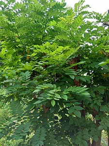 又称索奥克林 桑戈林 玫瑰木 具有自然背景黑木绿色植物叶子花园生长紫檀木植物草本植物环境木材背景图片