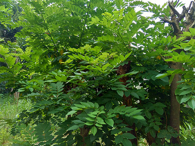 又称索奥克林 桑戈林 玫瑰木 具有自然背景紫檀木木头木材草本植物生长叶子环境声乐植物豆荚背景图片