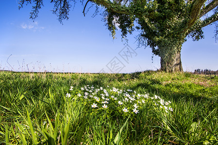 德国绿草地上的花朵 具有背景背景的海葵蓝色换季生长白色春花天空绿色草地野花植物背景图片