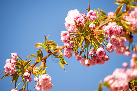蓝天上樱花开花大器蓝色白色季节季节性晴天天空花朵唤醒生活背景图片