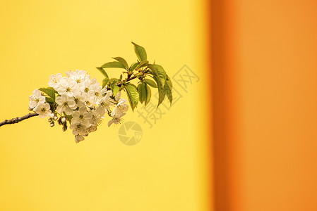 樱花花 鲜花枝黄色季节性白色生活季节花朵棕色观赏植物大器背景图片
