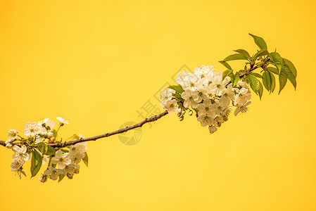 樱花花 鲜花枝唤醒季节性黄色季节灌木大器花朵植物植物群观赏背景图片