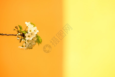 樱花花 鲜花枝季节性植物晴天大器灌木白色观赏植物群黄色唤醒背景图片
