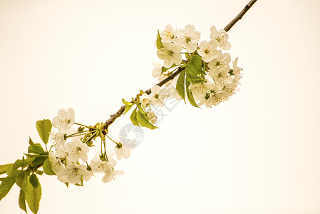 樱花花 鲜花枝唤醒观赏白色大器花朵季节季节性生活晴天灌木背景