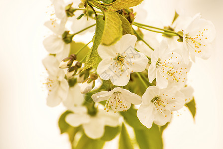 樱花花 鲜花枝花朵季节观赏唤醒白色植物灌木晴天季节性大器背景图片