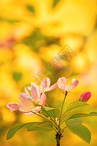 樱花花 鲜花枝大器灌木唤醒季节白色季节性花朵生活植物植物群背景图片