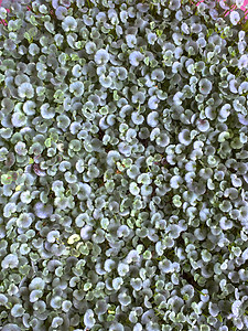 常春藤叶蟾蜍成千上万的母亲绿色的高清图片