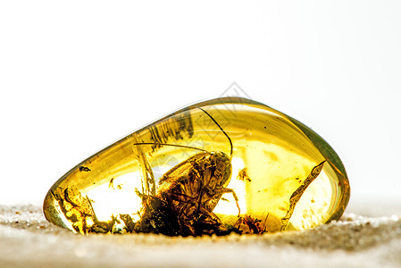黄色甲虫宝石稀有的高清图片