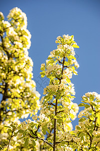蓝天上樱花开花生活蓝色晴天大器植物季节性观赏白色灌木唤醒背景图片