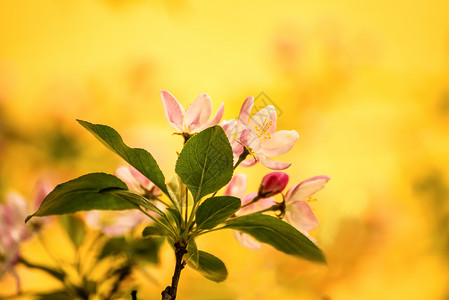 樱花花 鲜花枝晴天生活大器灌木观赏季节季节性植物唤醒白色背景图片