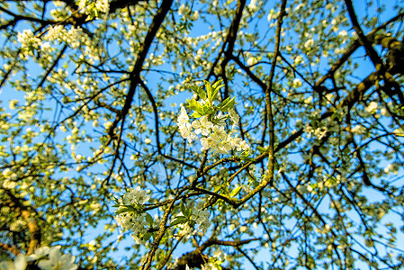 蓝天上樱花开花天空花朵季节季节性大器植物晴天白色植物群蓝色背景图片