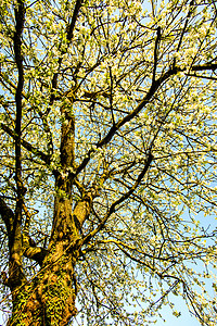 蓝天上樱花开花灌木生活大器观赏植物花朵季节性晴天季节白色背景图片