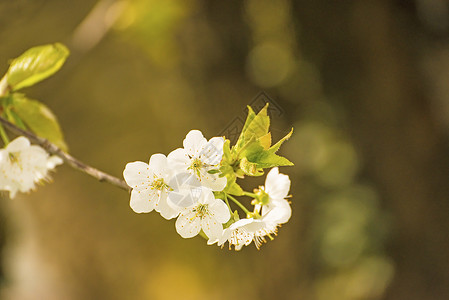 樱花花 鲜花枝晴天白色花朵植物群观赏大器棕色季节性生活季节背景图片