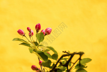樱花花 鲜花枝唤醒季节性灌木观赏植物植物群花朵生活季节大器背景图片